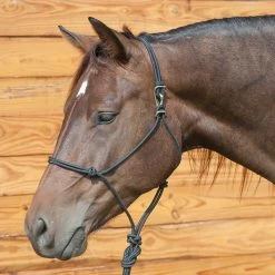 Classic Equine Quick Change Halter With Lead