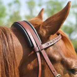 Cashel Cavesson / Crown Channel